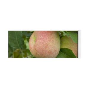 https://render.fineartamerica.com/images/rendered/square-product/small/images/rendered/default/flatrolled/yoga-mat/images/artworkimages/medium/1/fuji-apples-on-a-branch-inga-spence.jpg?&targetx=0&targety=-219&imagewidth=1320&imageheight=878&modelwidth=1320&modelheight=440&backgroundcolor=394910&orientation=1&producttype=yogamat