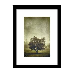 Wind Swept Tree Framed Print by Scott Norris