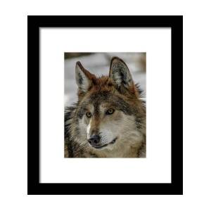 Snarling Wolf Framed Print by Ernie Echols