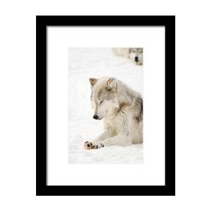 Smiling White Arctic Wolf Framed Print by Athena Mckinzie