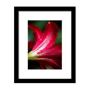 Pink Dandelion Framed Print by Parker Cunningham