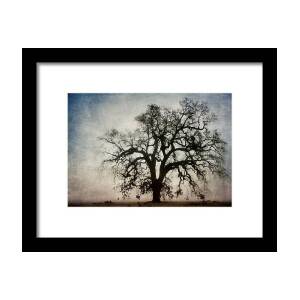 Trees at Sunrise Framed Print by Carol Leigh