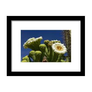 Giant Saguaro Cactus Lightning Strike BW Framed Print by James BO Insogna