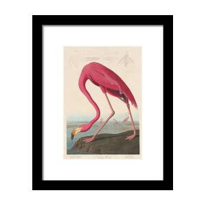 American Flamingo #5 Framed Print by Dreyer Wildlife Print Collections American Flamingo #5 Framed Print by Dreyer Wildlife Print Collections