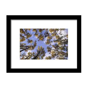 Aspen Tree Canopy 2 Framed Print by Ron Dahlquist - Printscapes