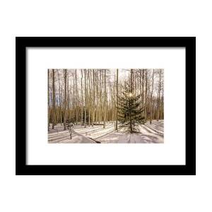Aspens In Winter Panorama - Colorado Framed Print by Brian Harig