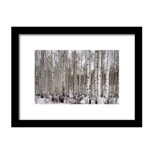 Aspens In Winter Panorama - Colorado Framed Print by Brian Harig