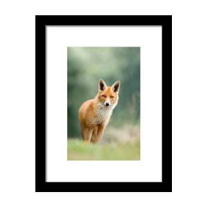 Zen Fox Red Fox Portrait Framed Print by Roeselien Raimond