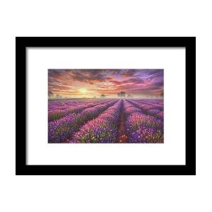 Lavender Field Framed Print by Phil Jaeger Lavender Field Framed Print by Phil Jaeger