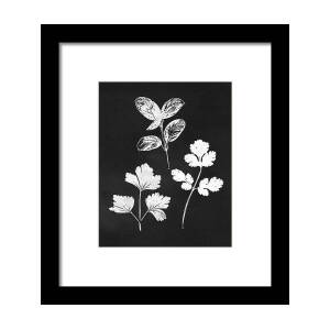Cilantro- Green and White Art by Linda Woods Framed Print by Linda Woods