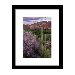 Saguaro Cactus and the Superstition Mountains Framed Print by Dave Dilli