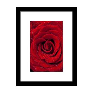 Red rose and candy heart Framed Print by Garry Gay
