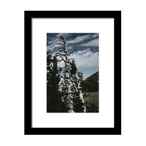 Lone Cypress - The Icon Of Pebble Beach California Framed Print by ...