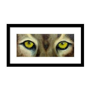 Whos Watching Who...White Tiger Framed Print by Darlene Green
