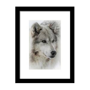 Smiling White Arctic Wolf Framed Print by Athena Mckinzie