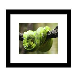Green Tree Python Tote Bag by Andy Wanderlust 