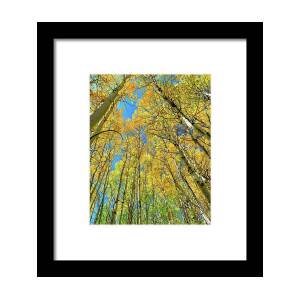 Colorado White Birch Trees in Black and White Framed Print by James BO ...