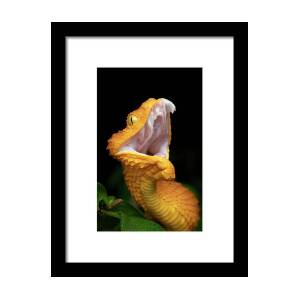 Hairy Bush Viper (Atheris hispida) Art Print by Mark Kostich