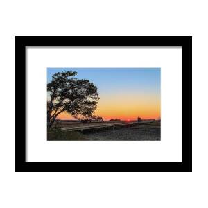 Angel Oak Tree Framed Print by Steve Rich