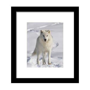Timber Wolf Portrait Framed Print by Tony Beck