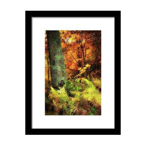 Ferns in the Forest - West Virginia Framed Print by Dan Carmichael