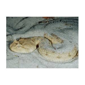 Download Desert Horned Viper Greeting Card for Sale by Roger Hall