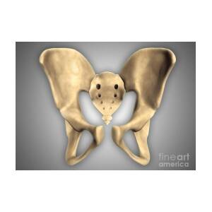 https://render.fineartamerica.com/images/rendered/square-product/small/images/rendered/default/greeting-card/images-medium-5/3-anatomy-of-human-pelvic-bone-stocktrek-images.jpg?&targetx=0&targety=-12&imagewidth=700&imageheight=525&modelwidth=700&modelheight=500&backgroundcolor=888888&orientation=0
