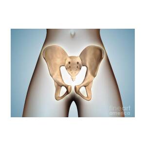 https://render.fineartamerica.com/images/rendered/square-product/small/images/rendered/default/greeting-card/images-medium-5/anatomy-of-pelvic-bone-on-female-body-stocktrek-images.jpg?&targetx=0&targety=-12&imagewidth=700&imageheight=525&modelwidth=700&modelheight=500&backgroundcolor=88ABBD&orientation=0