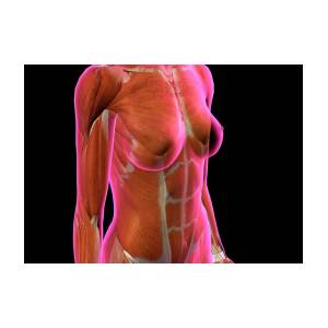 Female Chest And Abdomen Muslces, Pink Canvas Print / Canvas Art by Hank  Grebe - Pixels Canvas Prints