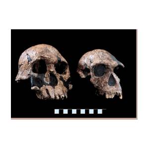 Male And Female Homo Habilis Greeting Card for Sale by Mauricio Anton