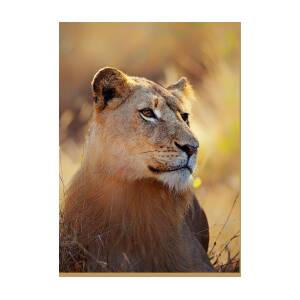 Lioness Displaying Dangerous Teeth In A Rainstorm Greeting Card For