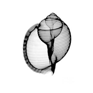 X-ray Of Nautilus Greeting Card for Sale by Bert Myers