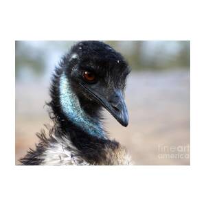 Blue-eyed emu Greeting Card by Ursula Lawrence