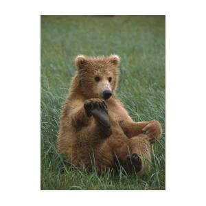 https://render.fineartamerica.com/images/rendered/square-product/small/images/rendered/default/greeting-card/images-medium/grizzly-bear-cub-playing-katmai-suzi-eszterhas.jpg?&targetx=0&targety=-26&imagewidth=500&imageheight=752&modelwidth=500&modelheight=700&backgroundcolor=6D7B56&orientation=1