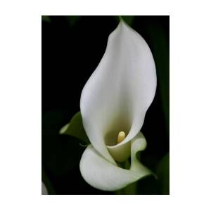 Magnificent Magnolia's at the Gardens Greeting Card by Freda Sbordoni