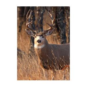 Portrait of a 15-point Buck Greeting Card for Sale by Max Allen