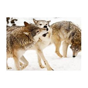 Black And White Of Three Wolves At Play Greeting Card for Sale by ...