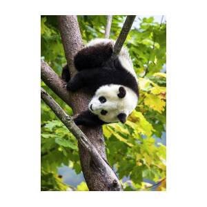 Greeting Card Giant Chinese Panda relaxing 3D Postcard Lenticular 
