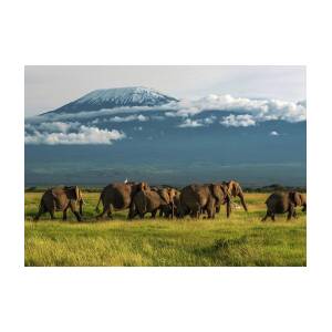 Amboseli Elephant Greeting Card for Sale by Eric Albright
