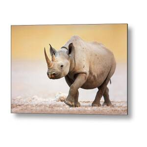 Rhinoceros portrait Metal Print by Johan Swanepoel