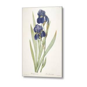 Irises by Vincent Van Gogh Metal Print by Vincent Van Gogh