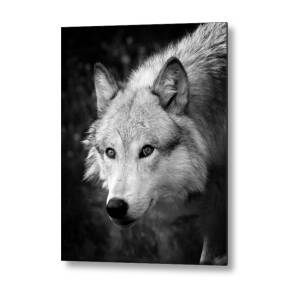Wolf Stare Metal Print by Steve McKinzie