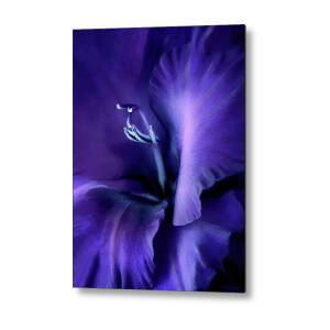 Dark Knight Purple Gladiola Flower Metal Print by Jennie Marie Schell