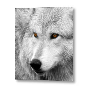 Wolf Stare Metal Print by Steve McKinzie