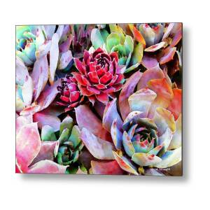 Hens and Chicks series - Soft Tints Metal Print by Moon Stumpp