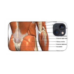 Female Chest Muscles With Labels iPhone 12 Case by Hank Grebe