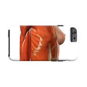Female Chest Muscles With Labels iPhone 12 Case by Hank Grebe