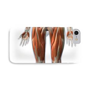 Female Chest And Abdomen Muscles, Split #1 iPhone 7 Case by Hank