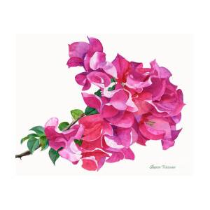 Peach Colored Bougainvillea with Dark Background Poster by Sharon Freeman