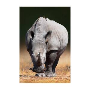 Rhino's with birds Poster by Johan Swanepoel